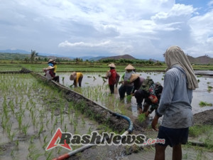 Babinsa Koramil 1614-01/Dompu Perkuat Kemanunggalan TNI–Rakyat di Sawah