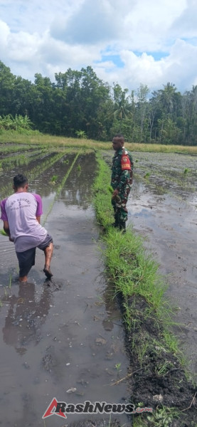 Praka Ferdinan Mokuron Dampingi Petani Desa Wulla Saat Musim Tanam Padi