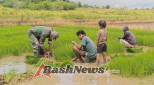 Wujud Kepedulian TNI AD, Babinsa Lewa Dampingi Petani Cabut Bibit Padi