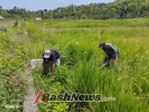 Babinsa Air Mancur Ajak Petani Rawat Sawah Demi Hasil Panen Optimal