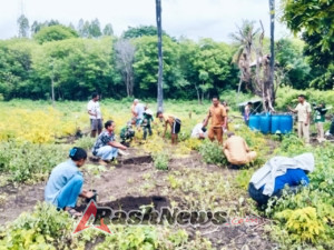 Babinsa Koramil 1625-02/Aimere Dampingi Kelompok Tani Tanam Pepaya di Desa Legelapu