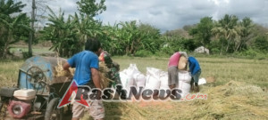 Babinsa Koramil 05/Waingapu Bantu Petani Rontok Padi di Kelurahan Lambanapu