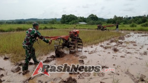 Dekat dengan Rakyat, Babinsa Koramil 01/Lewa Bantu Olah Lahan Pertanian