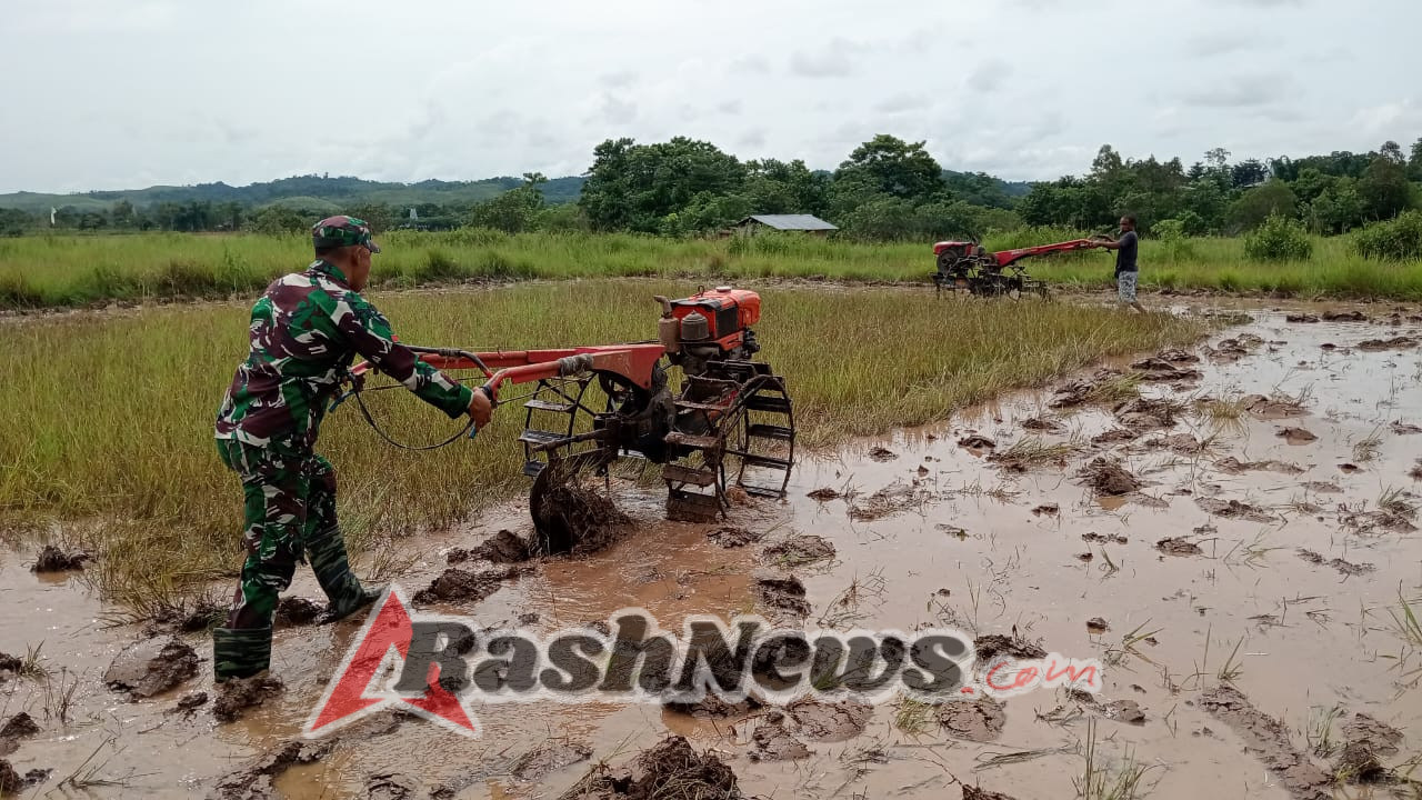 Dekat dengan Rakyat, Babinsa Koramil 01/Lewa Bantu Olah Lahan Pertanian
