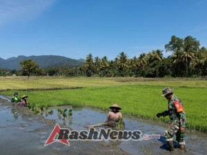 Dukung Ketahanan Pangan, Babinsa Koramil 1612-04/Elar Aktif Dampingi Petani Desa Binaan