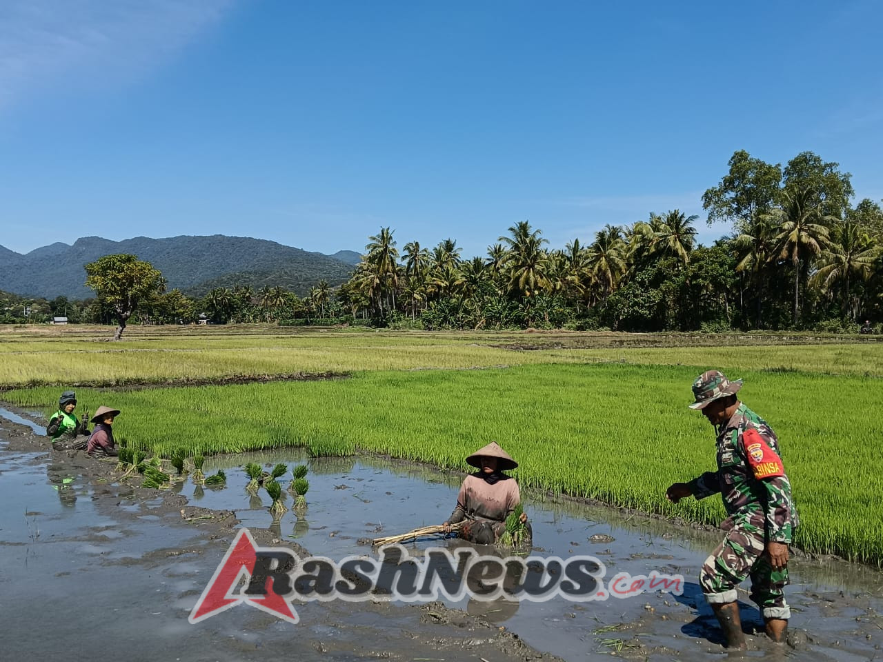 Dukung Ketahanan Pangan, Babinsa Koramil 1612-04/Elar Aktif Dampingi Petani Desa Binaan