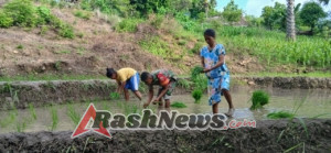 Babinsa Sabu Barat Aktif Dukung Program Ketahanan Pangan