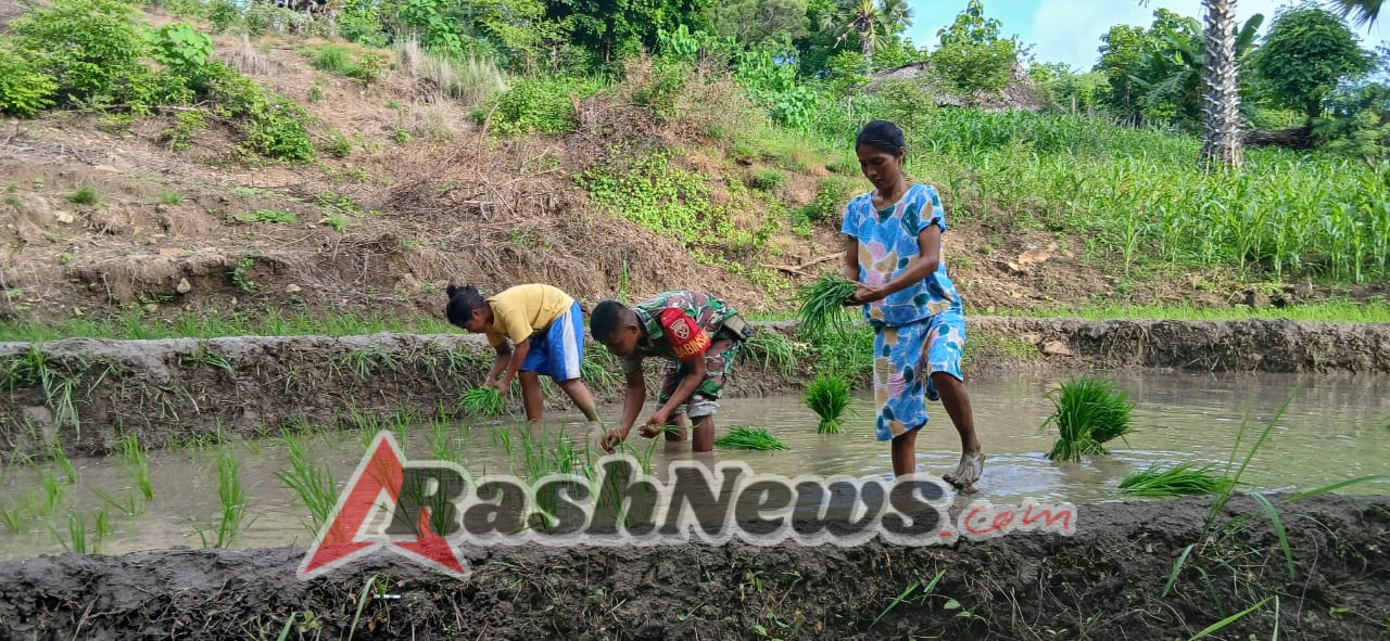 Babinsa Sabu Barat Aktif Dukung Program Ketahanan Pangan