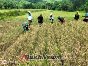 Babinsa Katikutana Dampingi Petani Panen Padi di Sumba Tengah Wujud Kepedulian TNI AD, Babinsa Bantu Panen Padi Warga