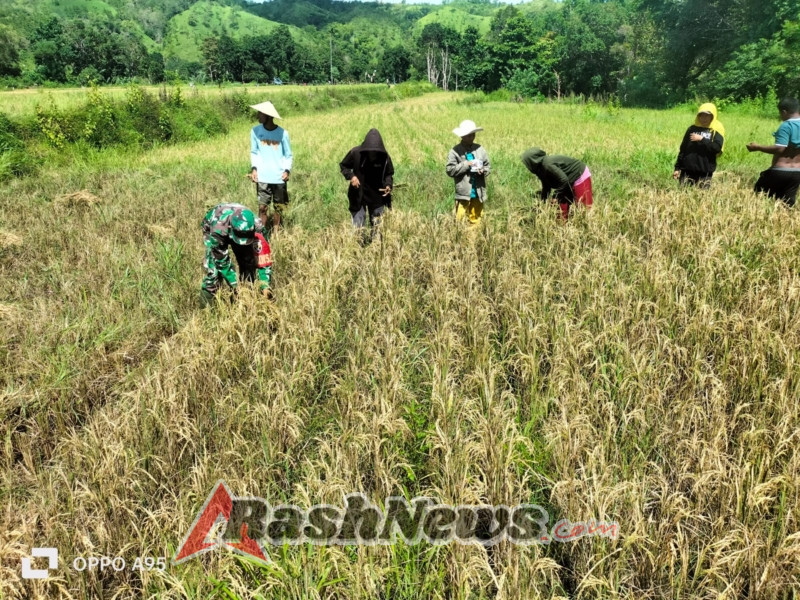 Babinsa Katikutana Dampingi Petani Panen Padi di Sumba Tengah Wujud Kepedulian TNI AD, Babinsa Bantu Panen Padi Warga