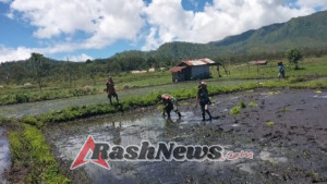 Babinsa Tanglapui Bersama Kelompok Tani Laksanakan Penanaman Padi Satu Hektar