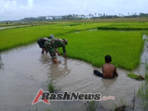 Babinsa Koramil Walakaka Perkuat Ketahanan Pangan Melalui Pendampingan Petani