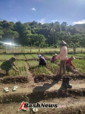Kawal Ketahanan Pangan, Babinsa 1630-03/MP Bersihkan Gulma Bersama Petani Desa Bari