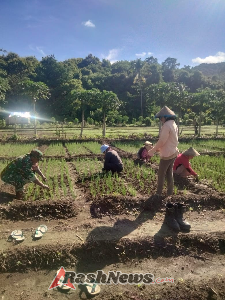 Kawal Ketahanan Pangan, Babinsa 1630-03/MP Bersihkan Gulma Bersama Petani Desa Bari