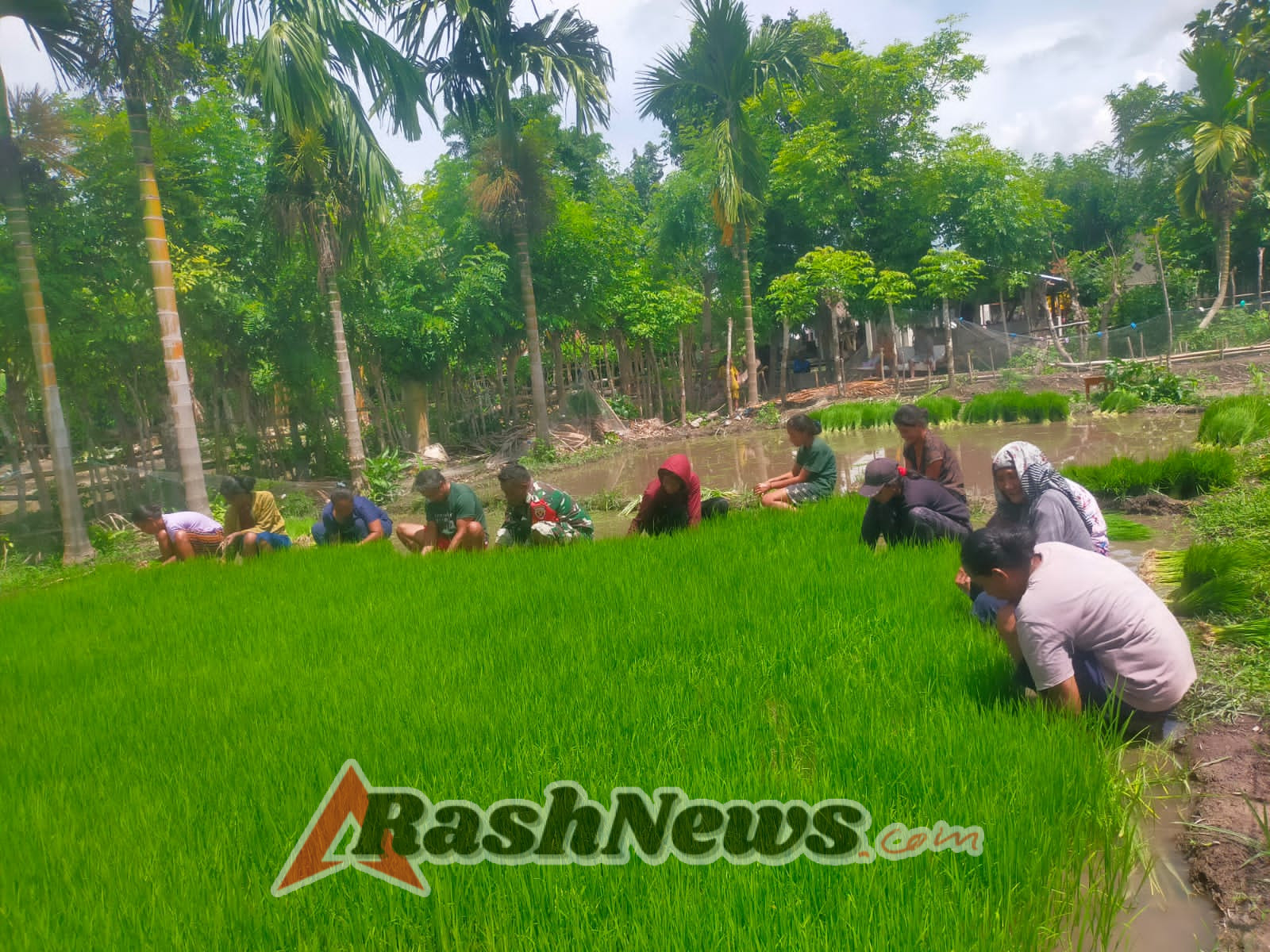 Dukung Ketahanan Pangan, Babinsa Dampingi Petani di Kecamatan Wulla