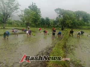 TNI Hadir untuk Rakyat, Babinsa Karera Bantu Warga Tanam Padi