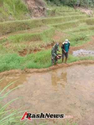 Babinsa Serda Lalu Muhamad Pasah Dorong Semangat Petani Melalui Pendampingan Tanam Padi