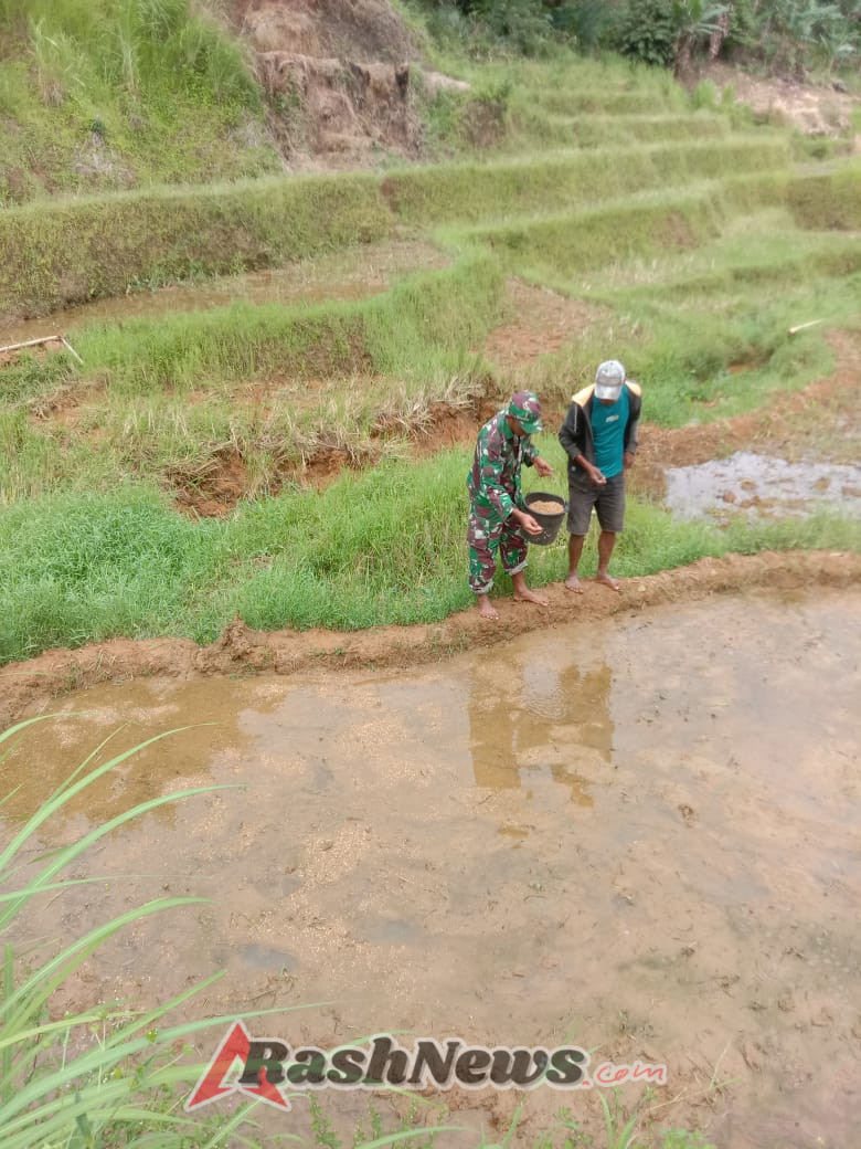 Babinsa Serda Lalu Muhamad Pasah Dorong Semangat Petani Melalui Pendampingan Tanam Padi