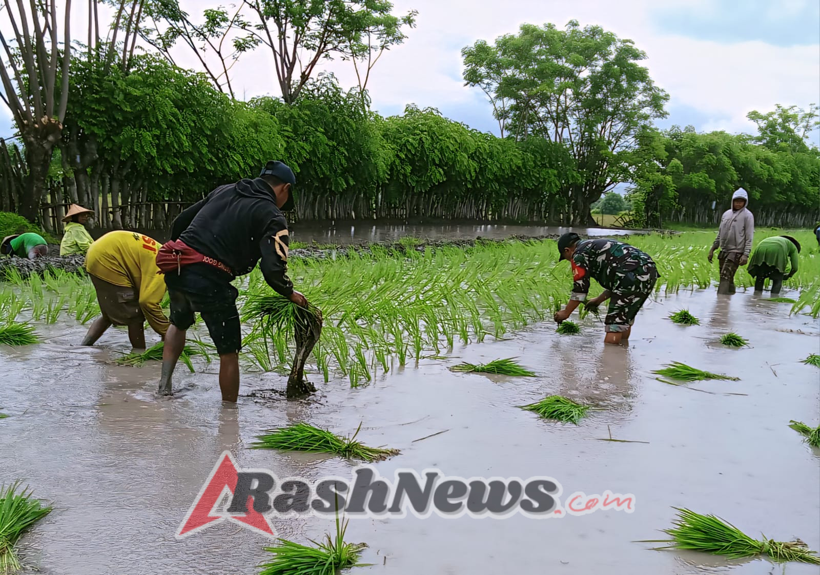 Babinsa Koramil Hu’u Perkuat Ketahanan Pangan Lewat Pendampingan Petani