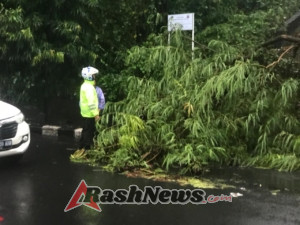 Pohon Tumbang Sebabkan Kemacetan, Personel Ops Lilin Agung 2025 Polsek Dentim Lakukan Pengaturan Lalin