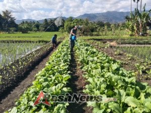 Pendampingan Babinsa Tingkatkan Semangat Petani Desa Tarmana
