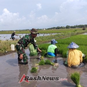 Babinsa Koramil 1612-04/Elar Dampingi Petani Panen Bibit Padi di Nanga Baras