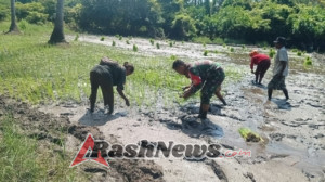 Kemanunggalan TNI dan Rakyat Terwujud Melalui Kegiatan Tanam Padi di Talibura