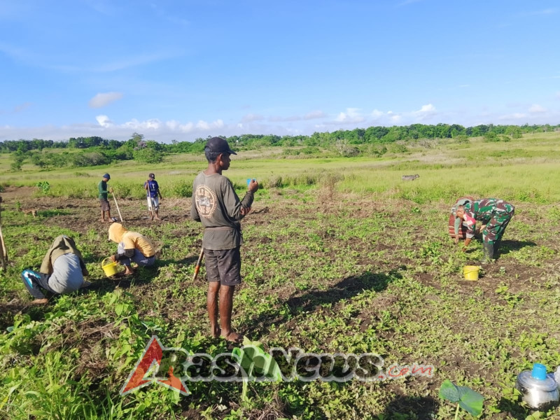 Babinsa Turun ke Sawah, Dukung Pertanian Jagung Warga Desa Praimadeta