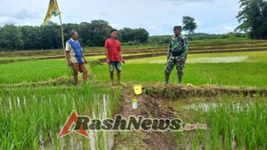 Babinsa Koramil 1613-01/Loli Komsos dengan Petani Saat Perawatan Padi di Diratana