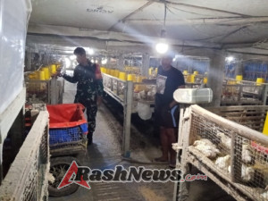 Dukung Ketahanan Pangan Wilayah, Babinsa Kodim 1620/Loteng Monitoring Peternak Ayam di Desa Kerembong