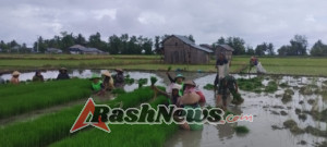 Kebersamaan Babinsa dan Petani Saat Panen Bibit Padi di Manggarai Timur