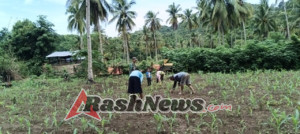 Sentuhan Dingin Sertu M. Imran di Perkebunan Jagung: Memastikan Pangan Aman, Petani Sejahtera