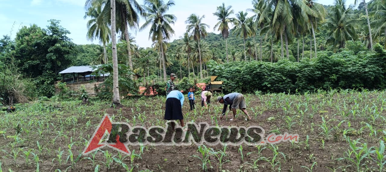 Sentuhan Dingin Sertu M. Imran di Perkebunan Jagung: Memastikan Pangan Aman, Petani Sejahtera