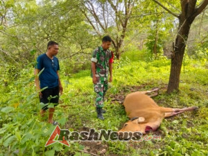 Sengketa Sapi Masuk Sawah Diselesaikan Damai Berkat Pendampingan Babinsa Batutua