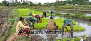 Babinsa Kodim 1601/Sumba Timur Perkuat Ketahanan Pangan Lewat Pendampingan Petani