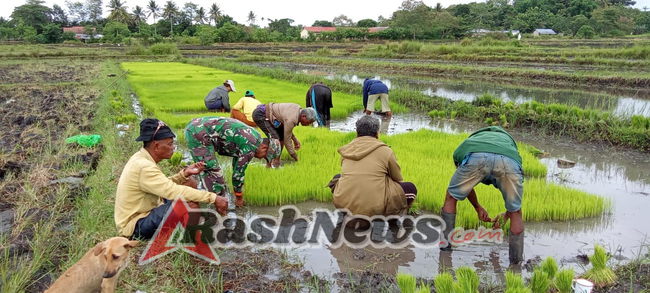 Babinsa Kodim 1601/Sumba Timur Perkuat Ketahanan Pangan Lewat Pendampingan Petani
