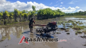 Sinergi TNI dan Petani, Babinsa Karera Gunakan Traktor Olah Sawah Warga