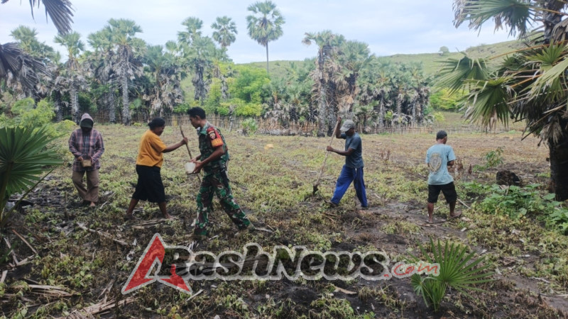 Babinsa Bersama Masyarakat Tanam Jagung di Desa Rambangaru