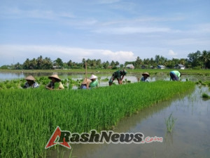 Babinsa Koramil 1612-04/Elar Turun ke Sawah, Dampingi Petani Tanam Padi di Nanga Baras