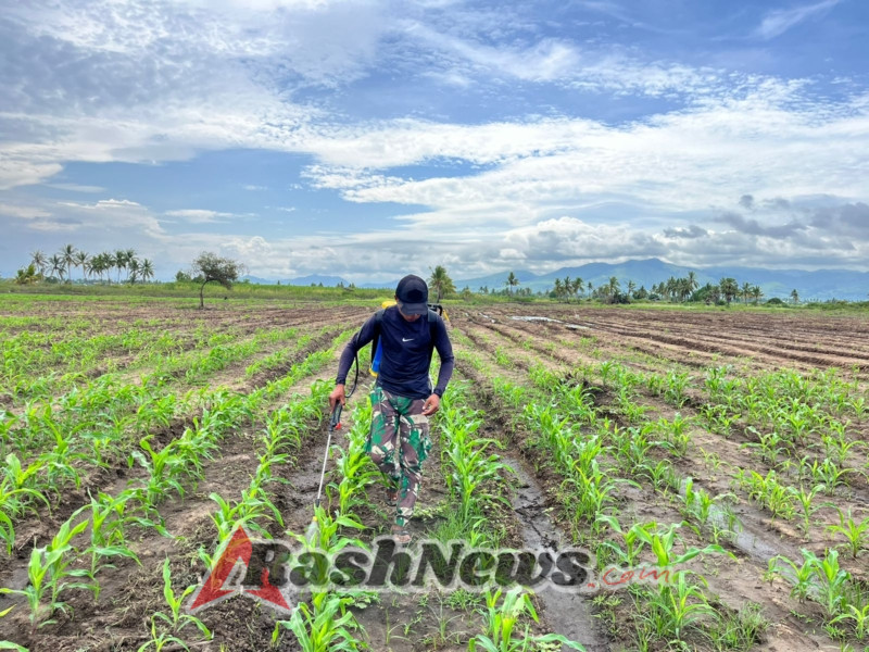 Letda Inf Ikrar Bhakti: Kompi Pertanian Yonif TP 834/WM Berkomitmen Wujudkan Kemandirian Pangan Satuan