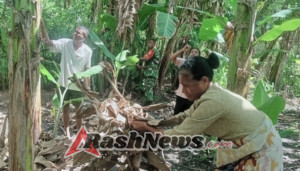 Tingkatkan Hasil Panen, Babinsa Koramil 1618-06/Bian Dukung Perawatan Kebun Pisang Warga