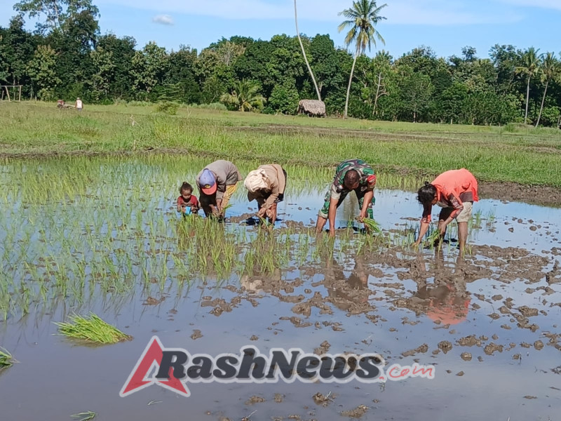 Tanam Padi Bersama, Babinsa Koramil 1618-04/Bisel Perkuat Ketahanan Pangan Lokal