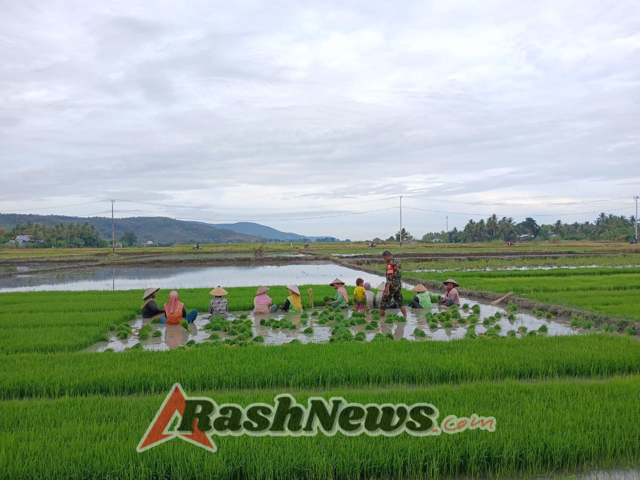 Kemanunggalan TNI dan Rakyat Terlihat Saat Babinsa Bantu Petani Panen Padi