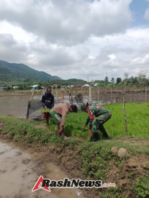 Melalui Komsos, Babinsa Koramil 1628-03/Seteluk Motivasi Petani Tingkatkan Produksi Padi