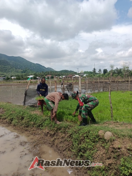 Melalui Komsos, Babinsa Koramil 1628-03/Seteluk Motivasi Petani Tingkatkan Produksi Padi