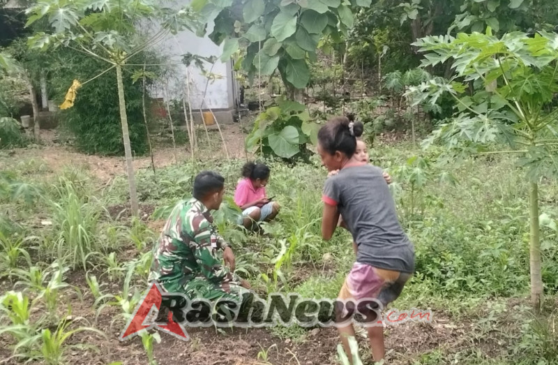 Babinsa Koramil 1618-02/Miobar Gerakkan Masyarakat Noetoko Manfaatkan Lahan Kosong Menjadi Kebun Produktif