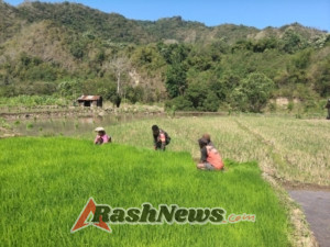Babinsa Koramil 1603-03/Paga Perkuat Ketahanan Pangan Lewat Pendampingan Petani