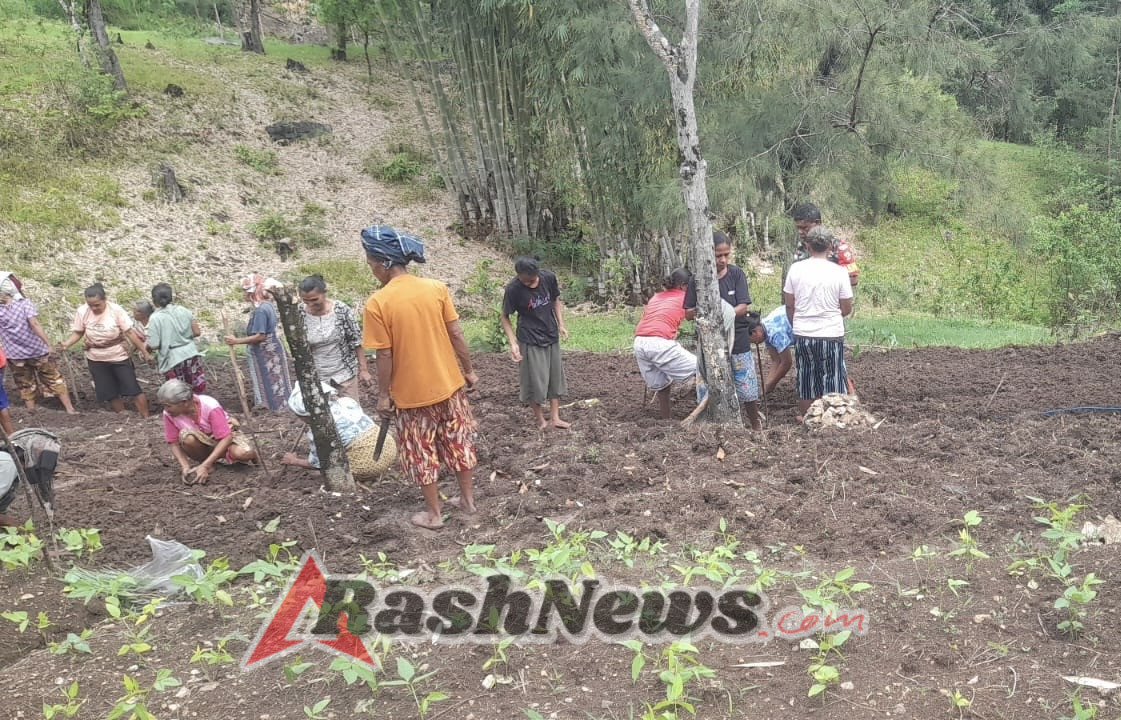 Babinsa Koramil 1618-02/Miobar Hadir Dukung Pertanian Hortikultura Warga