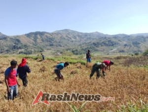 Dukung Ketahanan Pangan, Babinsa Ikut Bantu Proses Panen Padi di Lamboya