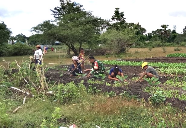 Aksi Nyata Babinsa Miobar di Lahan Hortikultura, Kemanunggalan TNI–Rakyat Terlihat Jelas
